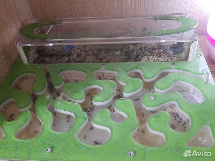 Муравьиная ферма с муравьями