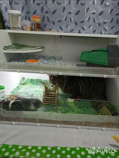 Стеллаж витрина для морских свинок