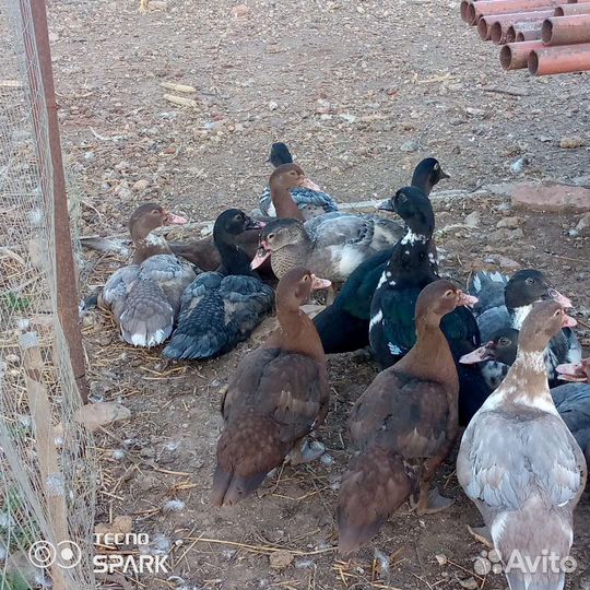 Мускусные утки тяжелые линии