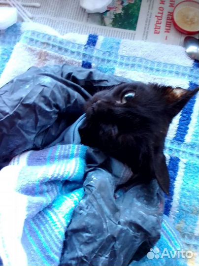 Котенок необходимо лечить