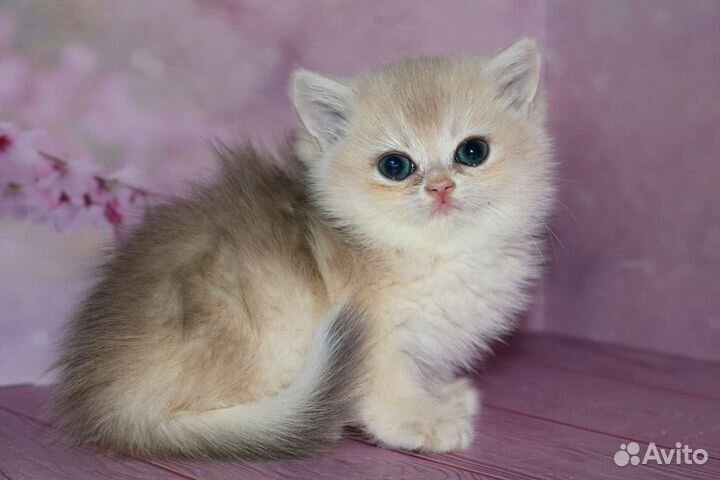 Девочка золотая шиншилла голубое золото