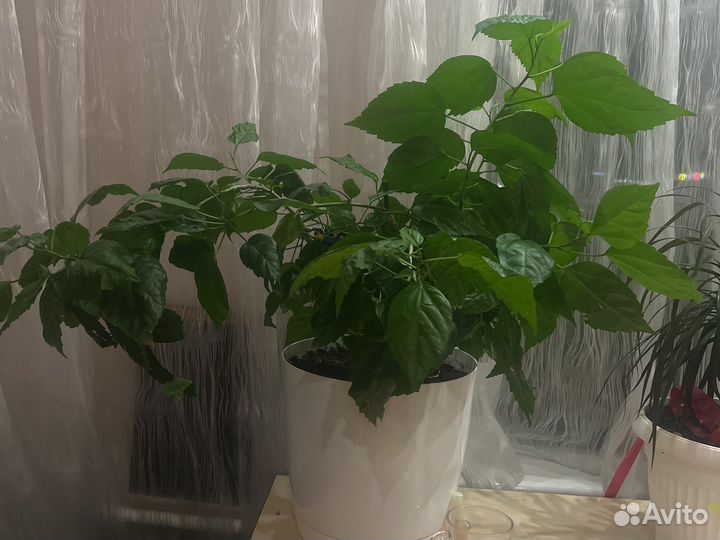 Гибискус китайская роза с горшком