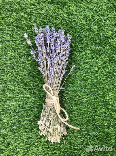 Лаванда сухоцвет