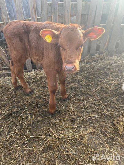 Отменные телята бычки с доставкой на транспорте