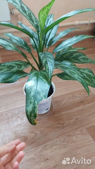 Аглаонема мария