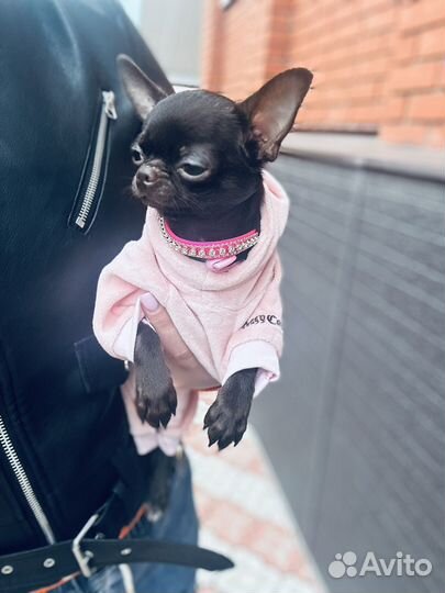 Супер мини чихуахуа