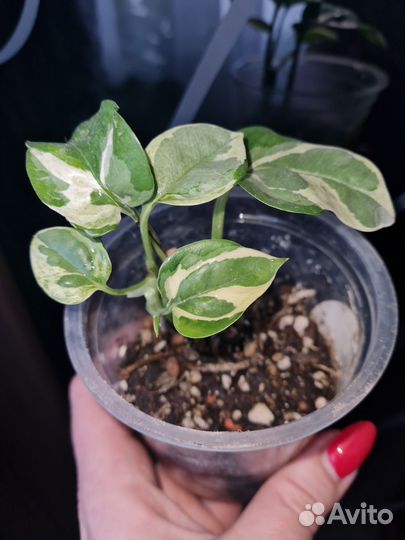 Сциндапсусы и эпипремнумы I