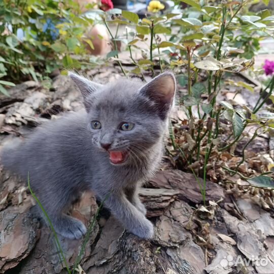 Британские котята