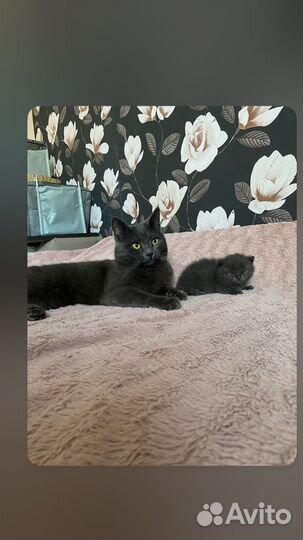 Британские котята