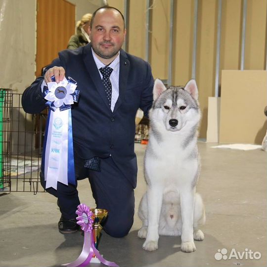 Вязка Сибирский хаски