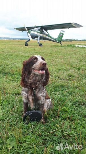 Вязка кобель