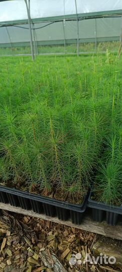 Сеянцы сосны обыкновенной зкс