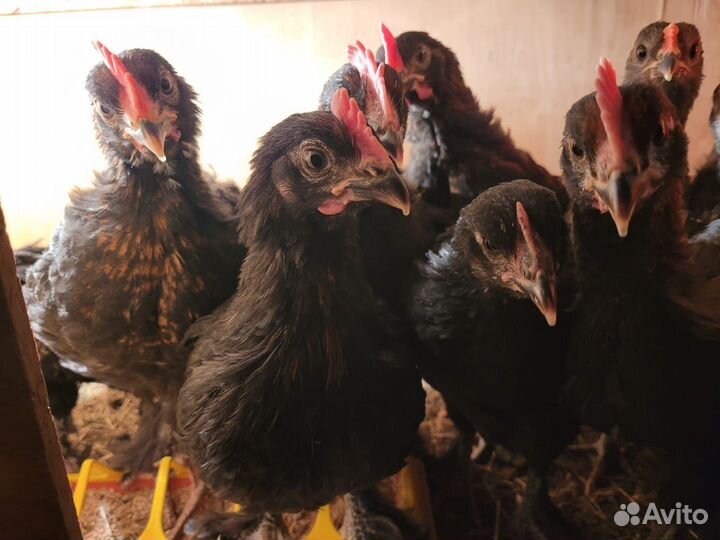 Мараны молодые