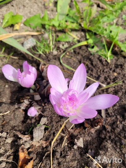 Безвременник луковицы, Декоративный лук