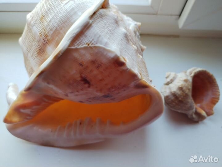 Морские ракушки раковины