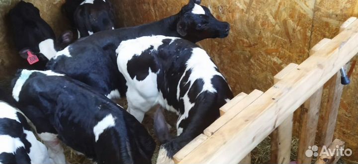 Телята телочки бычки доставка до двора
