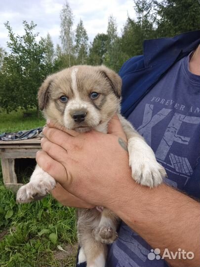 Красавец дворянин