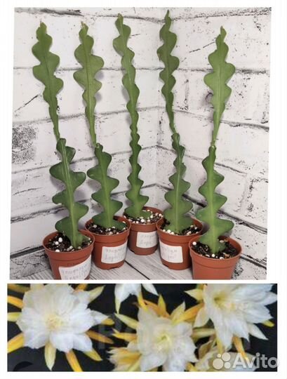 Растения комнатные