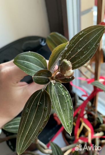 Орхидея лудизия