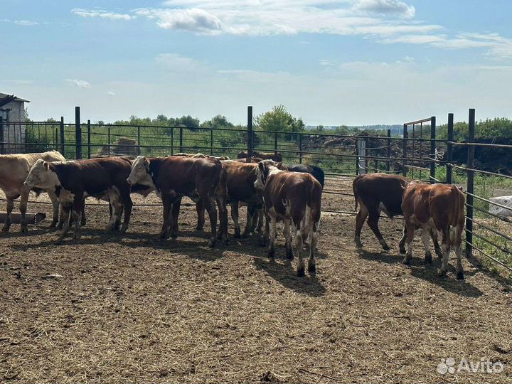 Бычки и быки