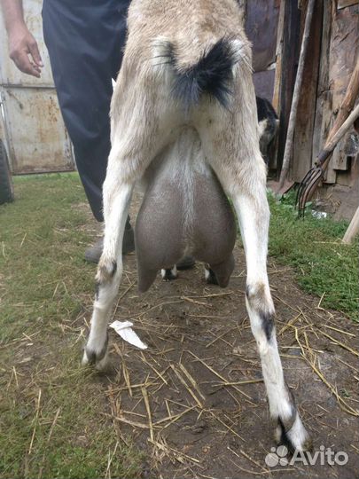 Дойные козы