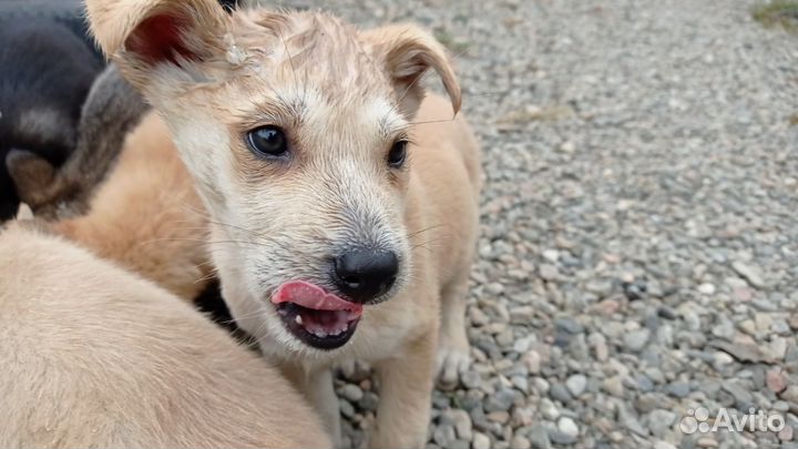 Щенки маламут