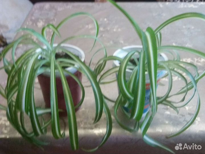 Безуходные комнатные растения