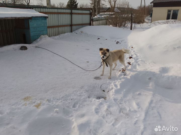 Беспородная