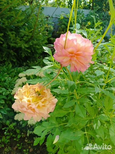 Георгины клубни