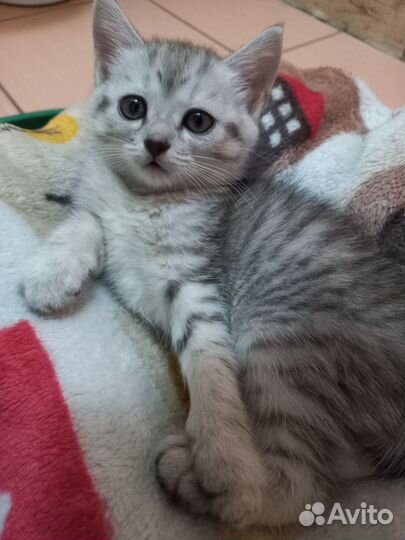 Котик в дар