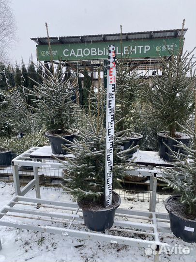 Ель новогодняя живая