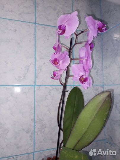 Орхидея фаленопсис