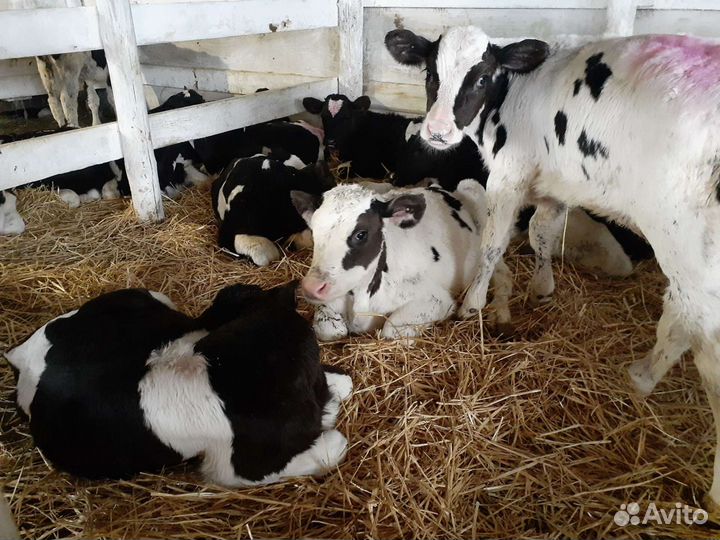 Бычки Тихореч