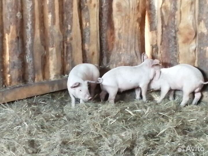Продам поросят порода см-1местная
