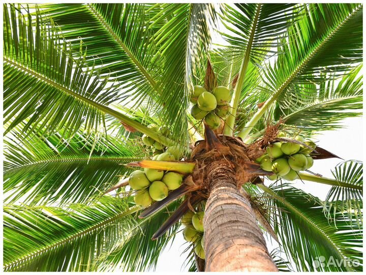 Замороженные фрукты