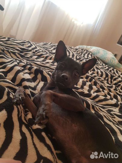 Домашняя передержка животных,зоотакси,выгул