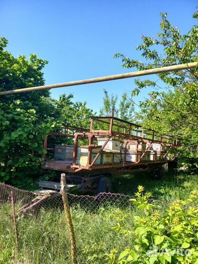 Пасека, пчелосемьи