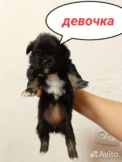 Щенки пекинеса
