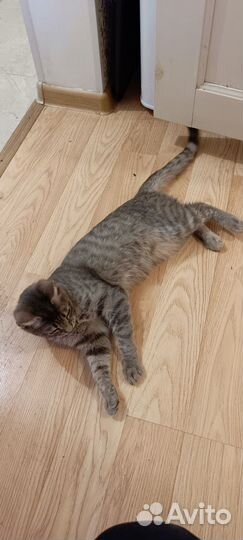 Кошка Тиффани