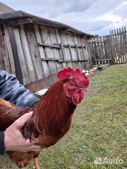 Молодые петухи