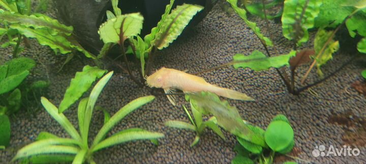 Аквариумные рыбки меченосцы, анцитрус и растения