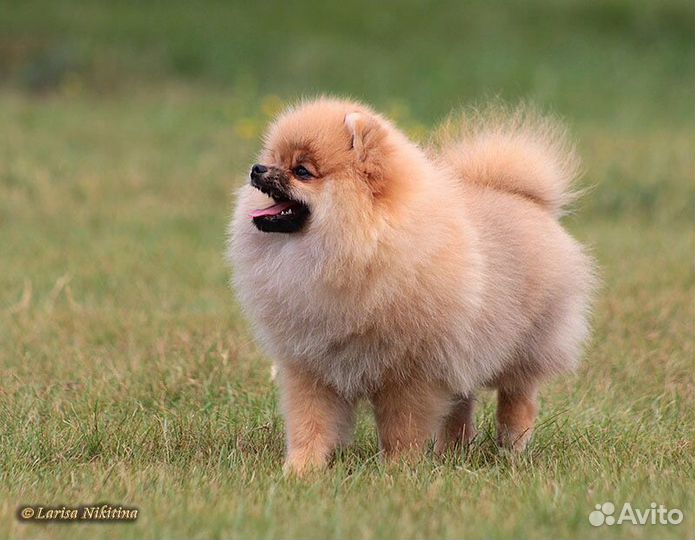 Девочка Шпиц