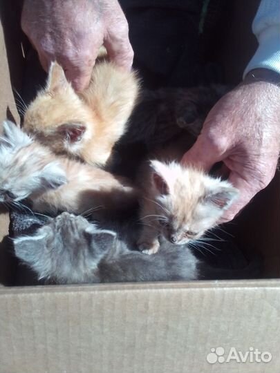Котята в добрые руки