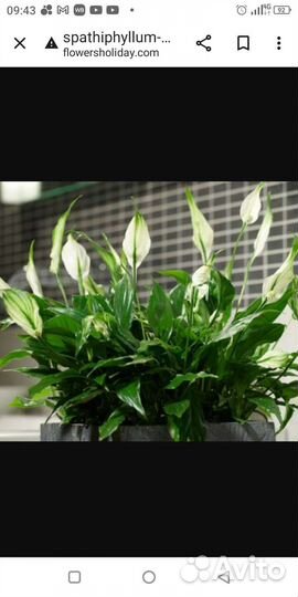 Спатифиллумы разные