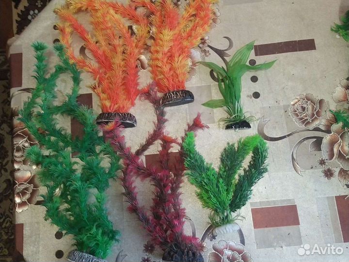 Растения для аквариума