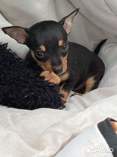 Вязка mini той терьер