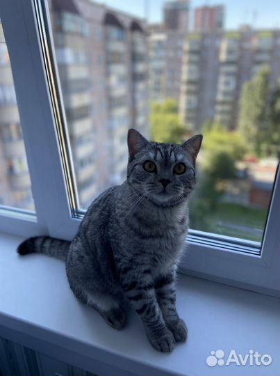 Передержка котов и кошек