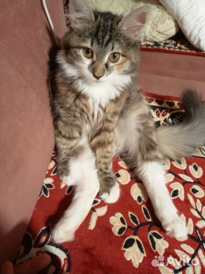 Кошка ищет кота для вязки