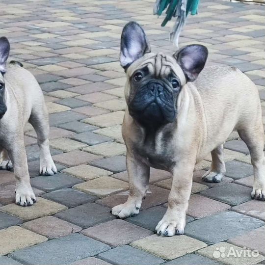 Французский бульдог щенки от чемпиона РКФ