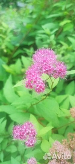 Спирея японская Golden princess